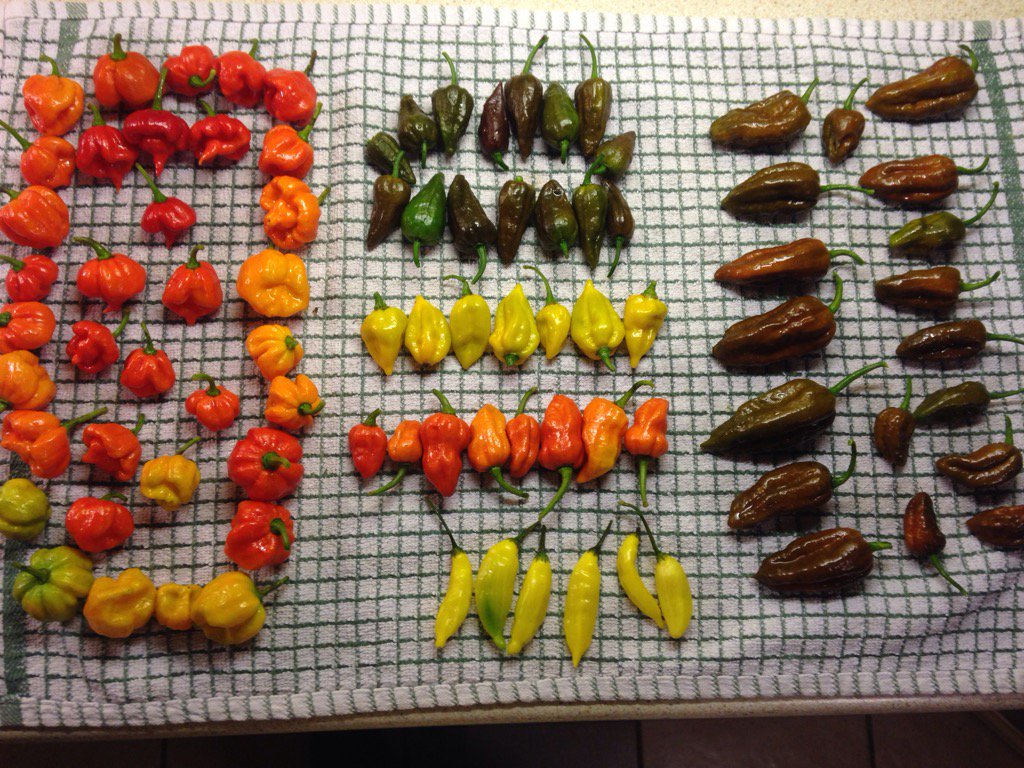 Who would have thought it?! Still harvesting chillies🌶