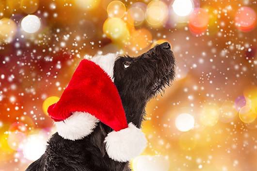 FitKibble's tweet image. According to this article 60% of people buy gifts for their dogs... did you? bit.ly/2iF8fmX