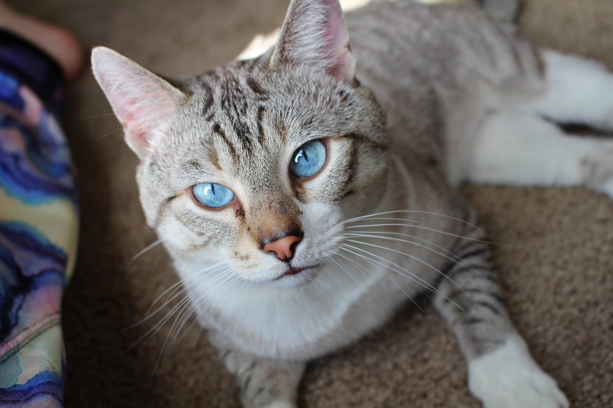 StrainCentral's tweet photo. This is Maui! Our newest addition to the family! 😻 https://t.co/Y4vAtZXV3F