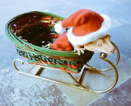 until next year !!!💫🎄❤
