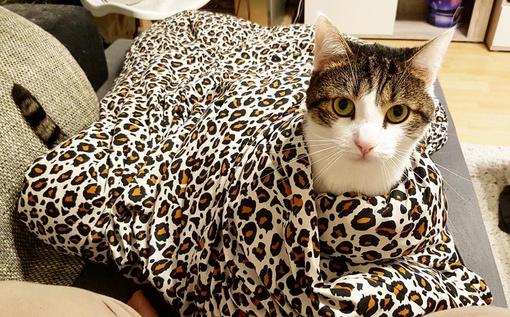 ChuckyDsLittleS's tweet photo. Gut eingewickelt XD

#catsphoto #kitty #kitten #cat #cats #katze #katzenfreunde #mietze #catpics #catoftheday #pet #mycat #blog #catblog https://t.co/QleV3uUwnu