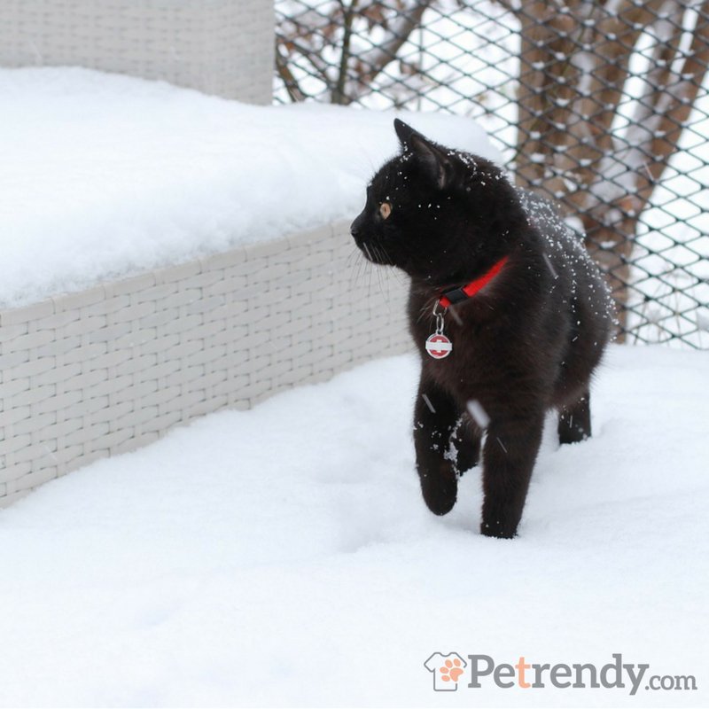 Keep them safe this winter with an LED collar from <a href="/petrendy/">Petrendy</a> 
ow.ly/tkH43076TOS