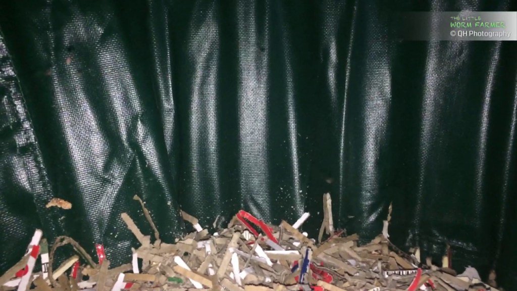 garnerbarro's tweet image. The Worm Swag mesh  is letting fruit flies through organic.garnerbarro.com/2016/12/28/the…