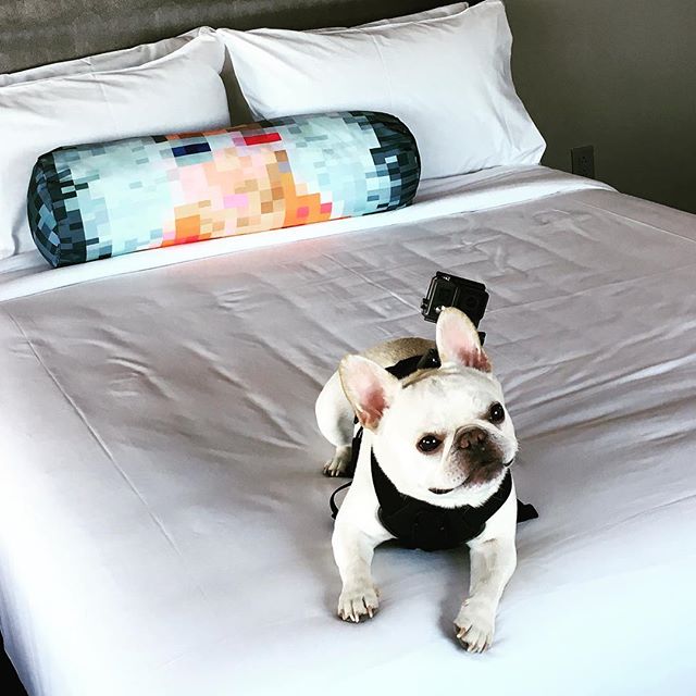 AloftLongIslandCity tweet media