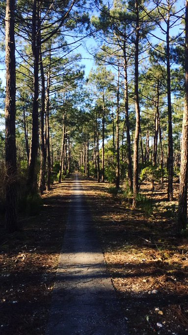 Amazing bike ride in the pine forest🌲🌲🌲🌞🌞💖💖💖 this morning #lacanau #France #vacation #xmas2016 #angievu<a href="/tag/vacation"class="tags"><span>#vacation</span></a><a href="/tag/france"class="tags"><span>#france</span></a><a href="/tag/lacanau"class="tags"><span>#lacanau</span></a><a href="/tag/angievu"class="tags"><span>#angievu</span></a><a href="/tag/xmas2016"class="tags"><span>#xmas2016</span></a>