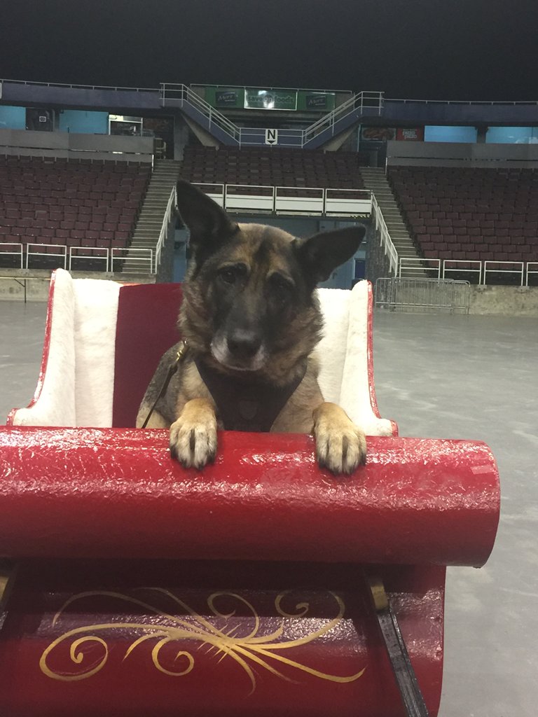 VancouverPD's tweet photo. #VPDcaptures: Looks like PSD Bailey located Santa's sleigh at a #Christmas event & tried to find her gift! https://t.co/KgsvjV6r7h #VPD https://t.co/dorJFot15M