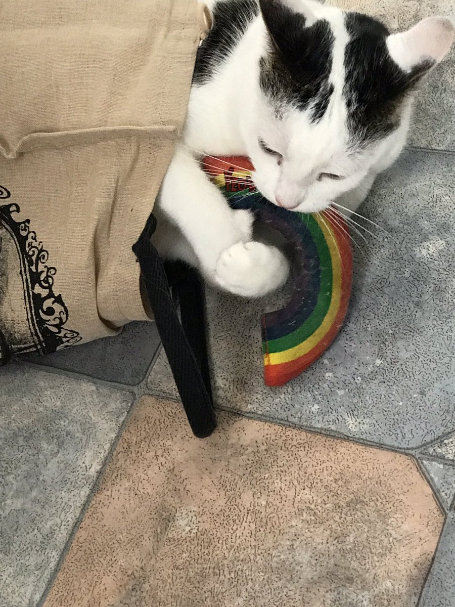 nora1710's tweet image. &quot;in the shopping bag with a catnip rainbow&quot; #CatsOfTwitter #catniprainbow 🌈