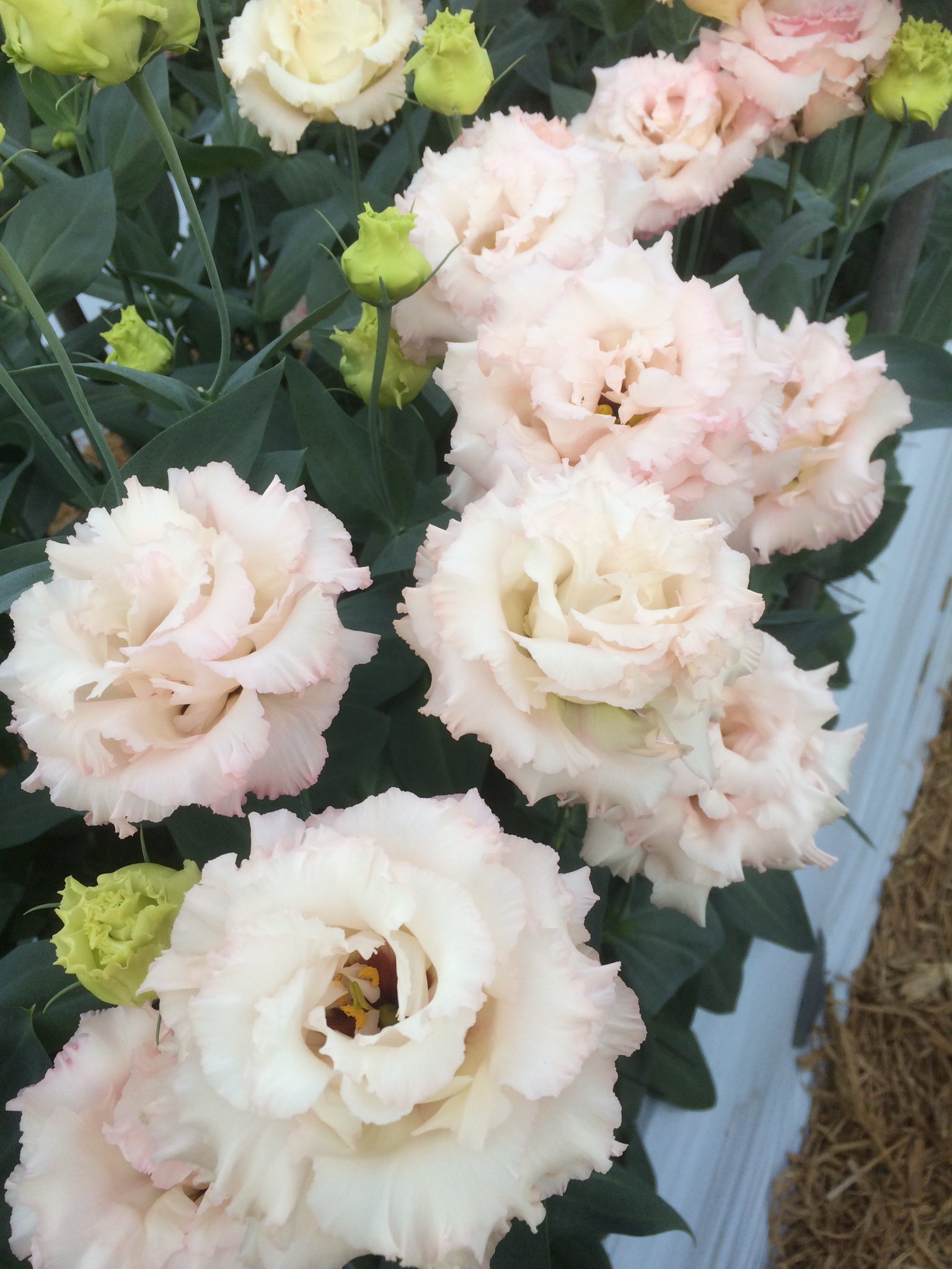 フラワーハウスオザワ Flower Ozawa Twitter