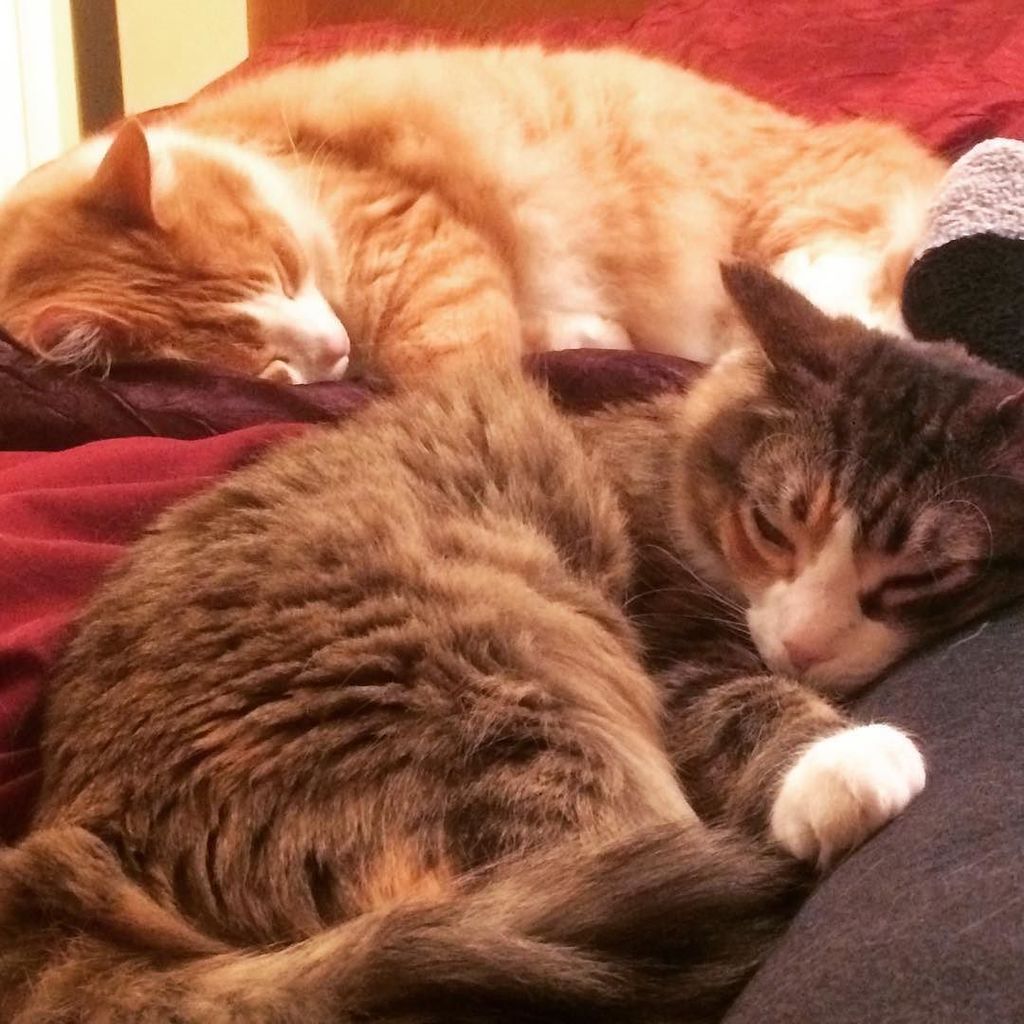steph_krause's tweet photo. More purr balls #krausecats #christmas #2016 https://t.co/2H6DGJghOh https://t.co/87BsXJoAy1