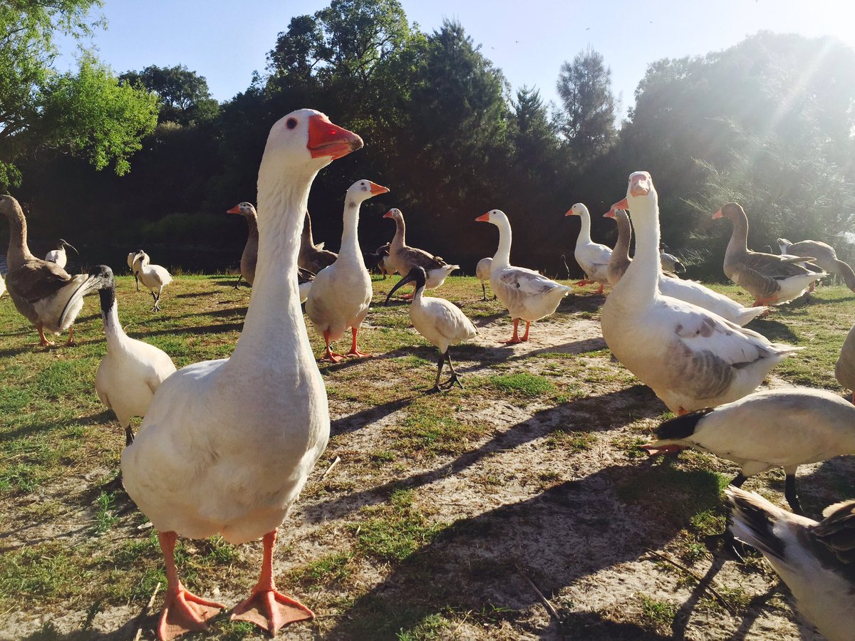 DukesLounge's tweet photo. These geese look like they're gonna drop an album in 2017 😝 @CentParklands #CuteAnimals ps. Spot the imposter 😆 https://t.co/93V2h4QVGg