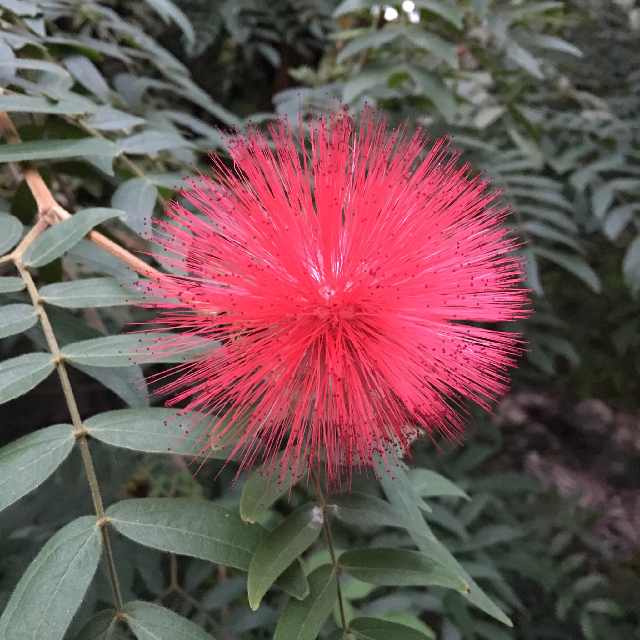 長崎バイオパーク公式 おはようございます フラワードームのお花 カリアンドラが咲いていますよ 別名オオベニゴウカン 漢字で書くと大紅合歓です 合歓はネムノキを漢字で書いた時の合歓と同じなので ネムノキの近縁種ですね ちなみに和名は