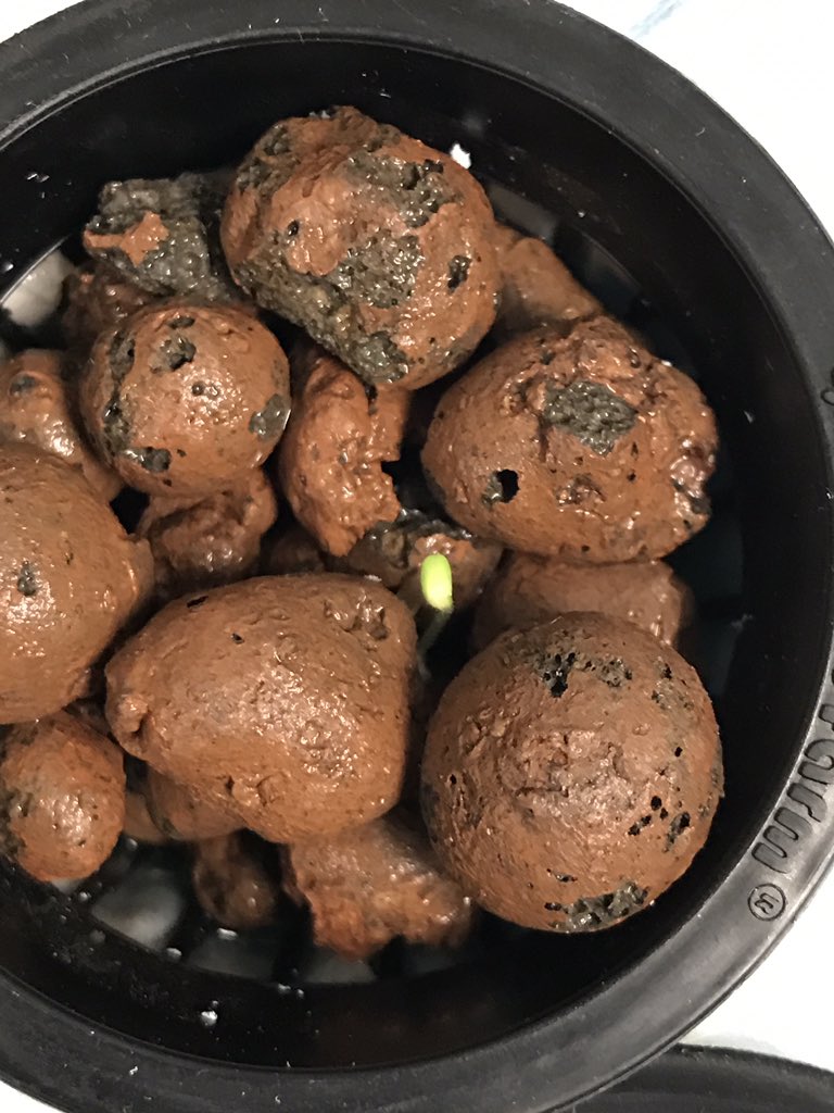 WE'VE GOT A SPROUT! #OBAquaponics #Aquaponics #hydroponics