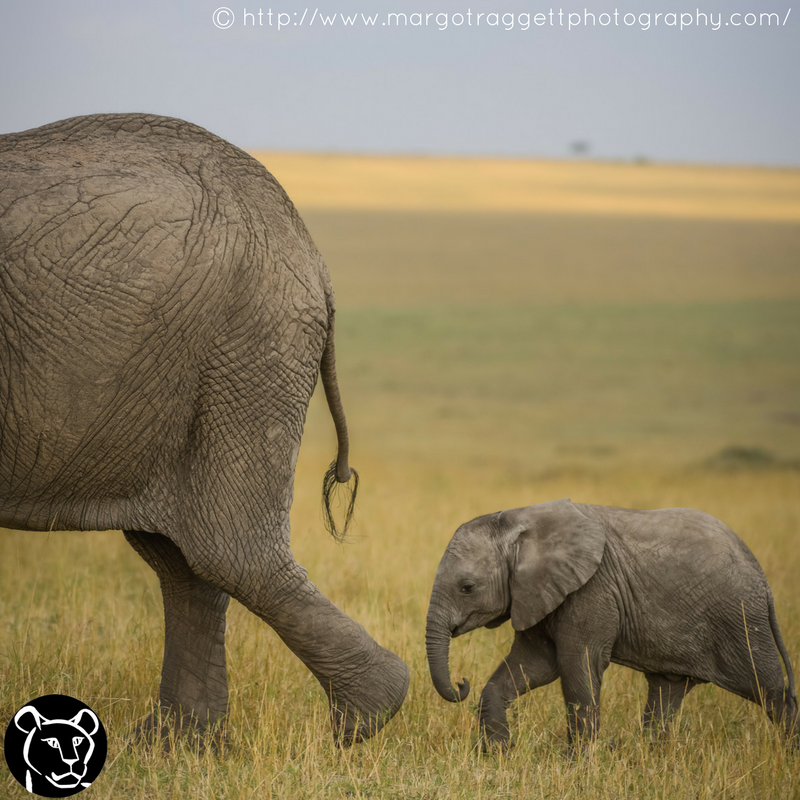 BornFreeFDN's tweet photo. Less than 5,000 signatures to go! Help us shut down the UK's domestic ivory market by signing this petition: https://t.co/4FFogHJeGp https://t.co/hKSNSC6Vay