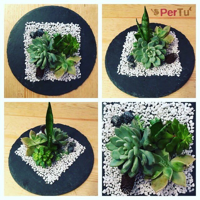 pertudecoflor's tweet photo. Centerpiece succulents. Love this!💕
👉👉👉https://t.co/iCVMHe3aSi
#crasas #succulents #floristeriabarcelona https://t.co/8JYSplrNWS