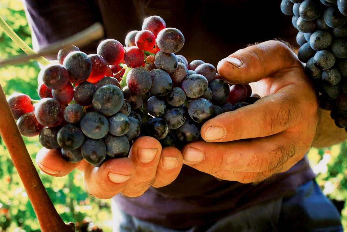 L'analisi <a href="/coldiretti/">Coldiretti</a> su produzione e export del #vino italiano è un elogio al #MadeInItaly che continua a crescere!
dire.it/04-01-2017/987…