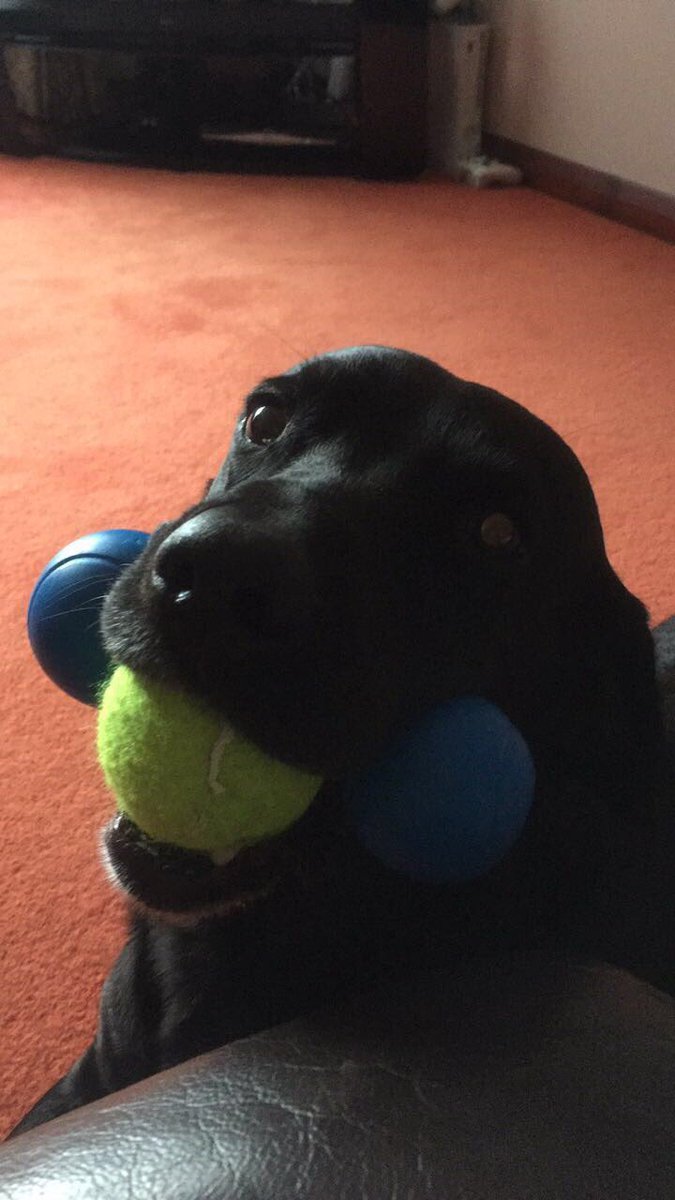caarolinee0's tweet photo. me and my dog are like proper bffs 🐶xxxxxx https://t.co/fq6fU1eZiS