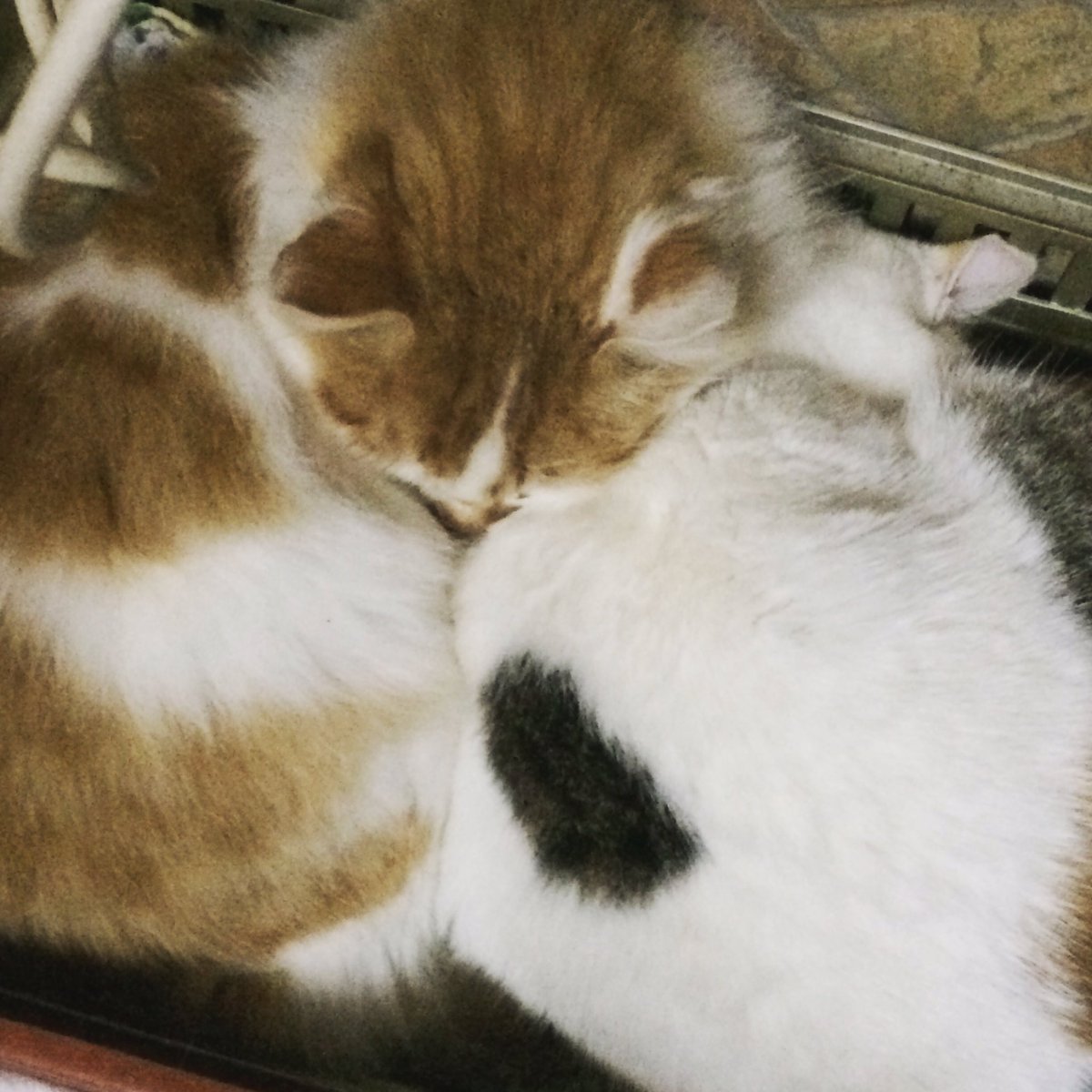 #sleepy#sweetness#love #LeoNala🐱❤️️💤