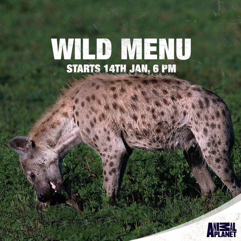 AnimalPlanetIn's tweet photo. In the wild either you are feeding on the menu or you are the menu. Watch Wild Menu premiering 14th Jan at 6pm.#WildMenu https://t.co/escFfPRKR0