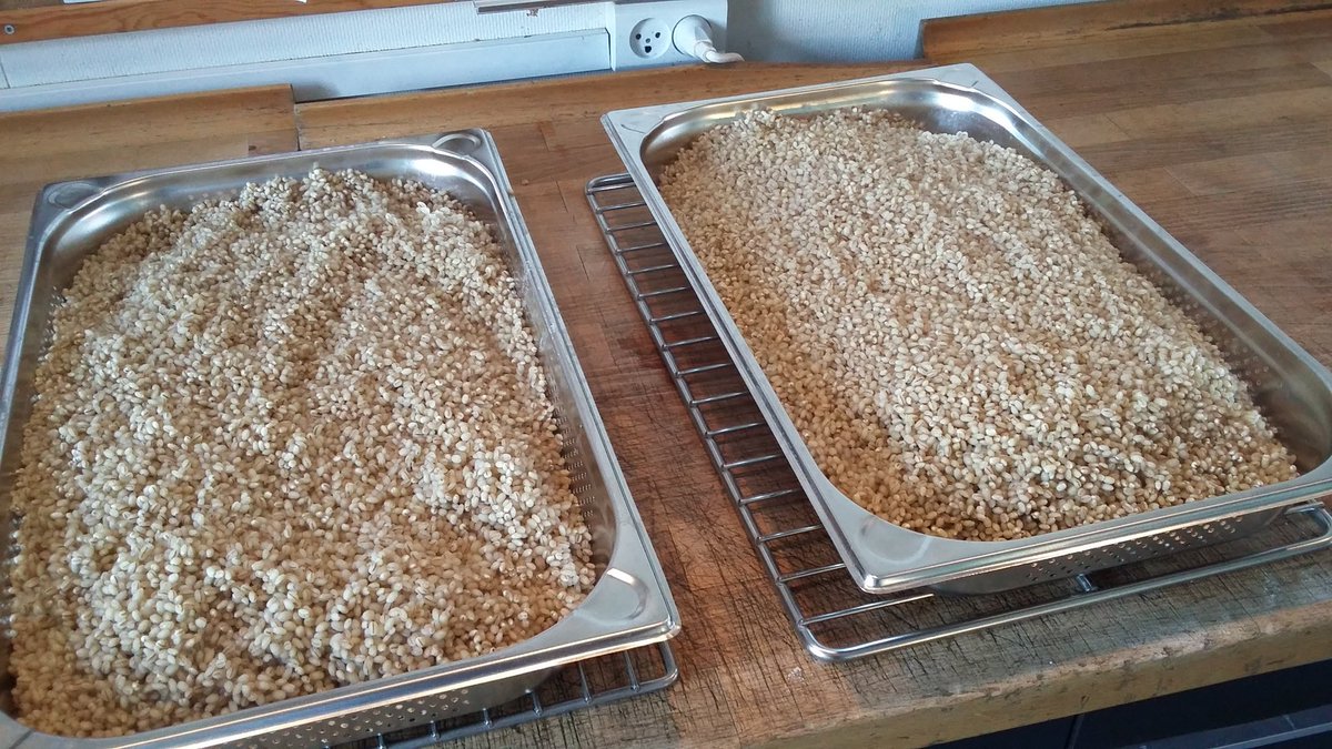 Making barley koji <a href="/nomacph/">restaurant noma</a>
