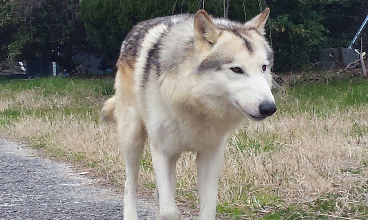 ドック ウルフ ウルフドッグ（狼犬）ってどんな犬？｜雑学｜ドッグパッド