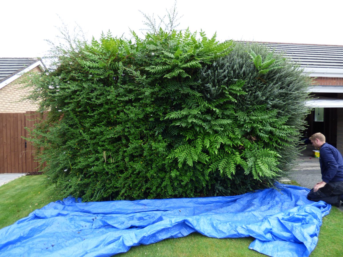 GardeningJandJ's tweet image. Shaping and trimming with Efco extendable equiptment. #Efco #@efcopower  #JandJGardening