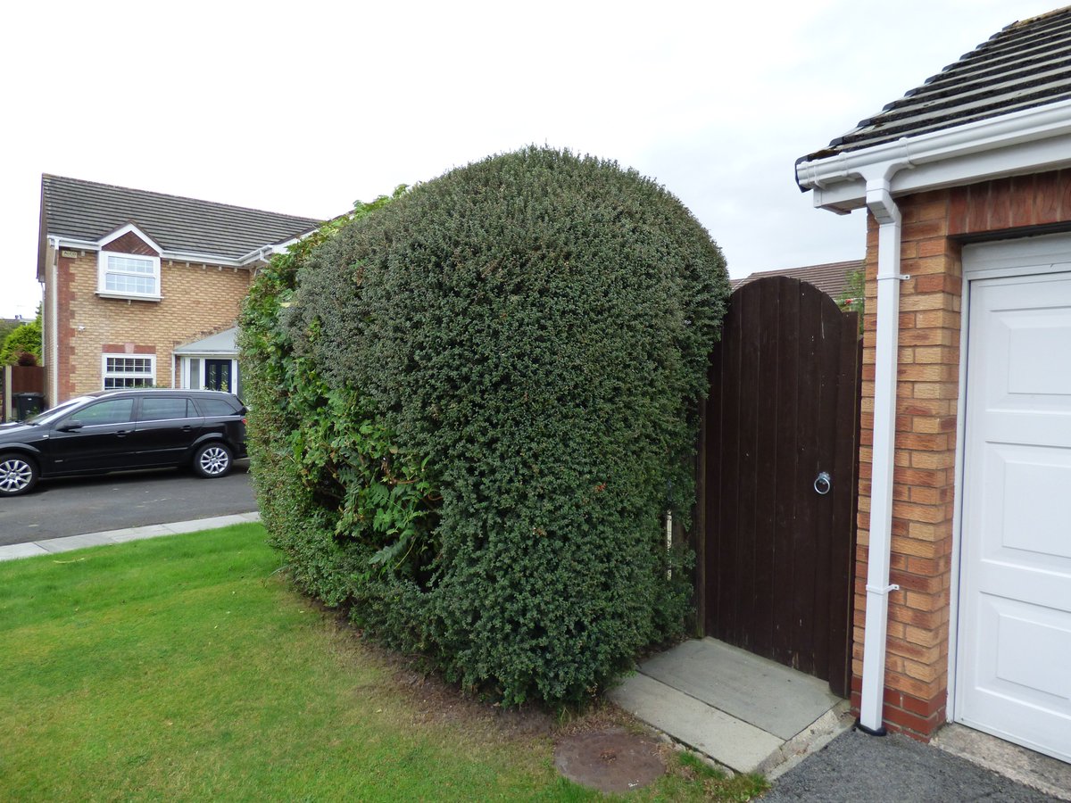 GardeningJandJ's tweet image. Shaping and trimming with Efco extendable equiptment. #Efco #@efcopower  #JandJGardening