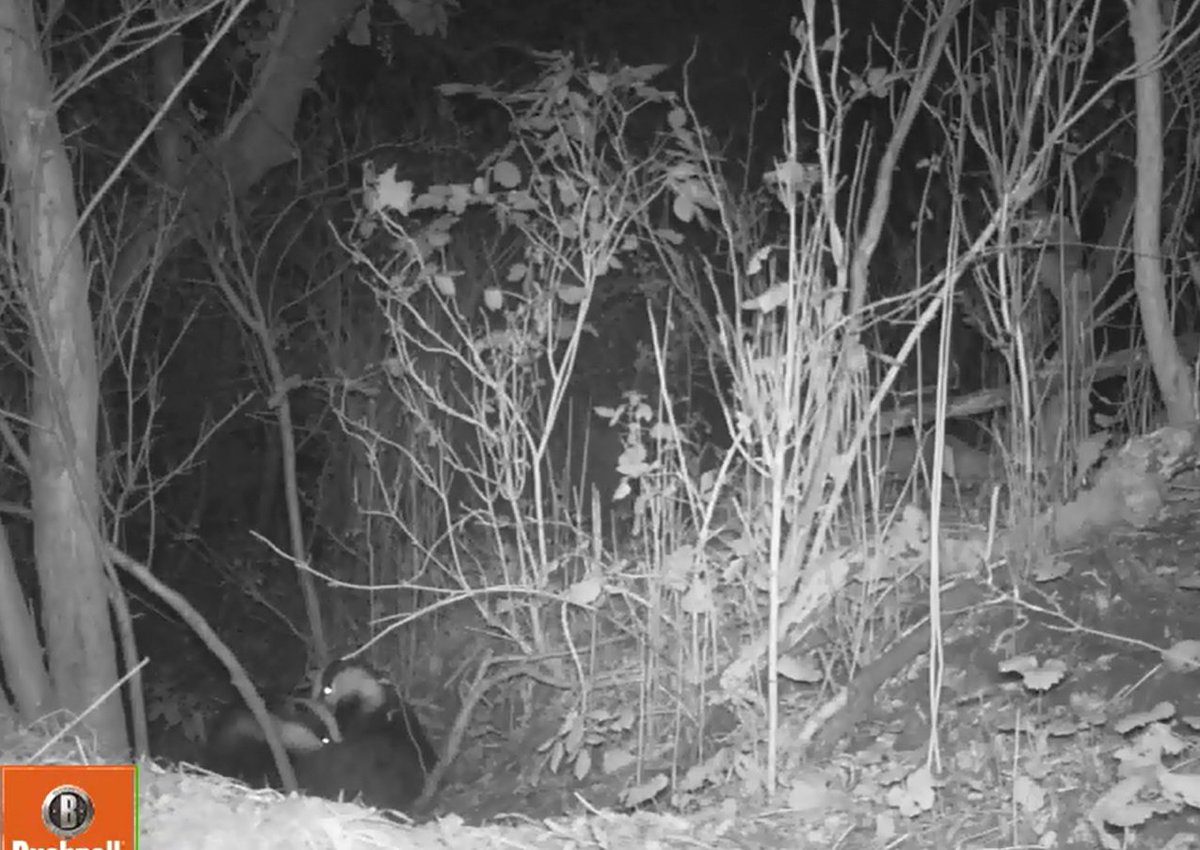 RPSClear (@rpsclear) on Twitter photo We've been monitoring one of our #badger setts and it appears we have two comfy residents, along with some unwelcome guests! #ecology We've been monitoring one of our #badger setts and it appears we have two comfy residents, along with some unwelcome guests! #ecology