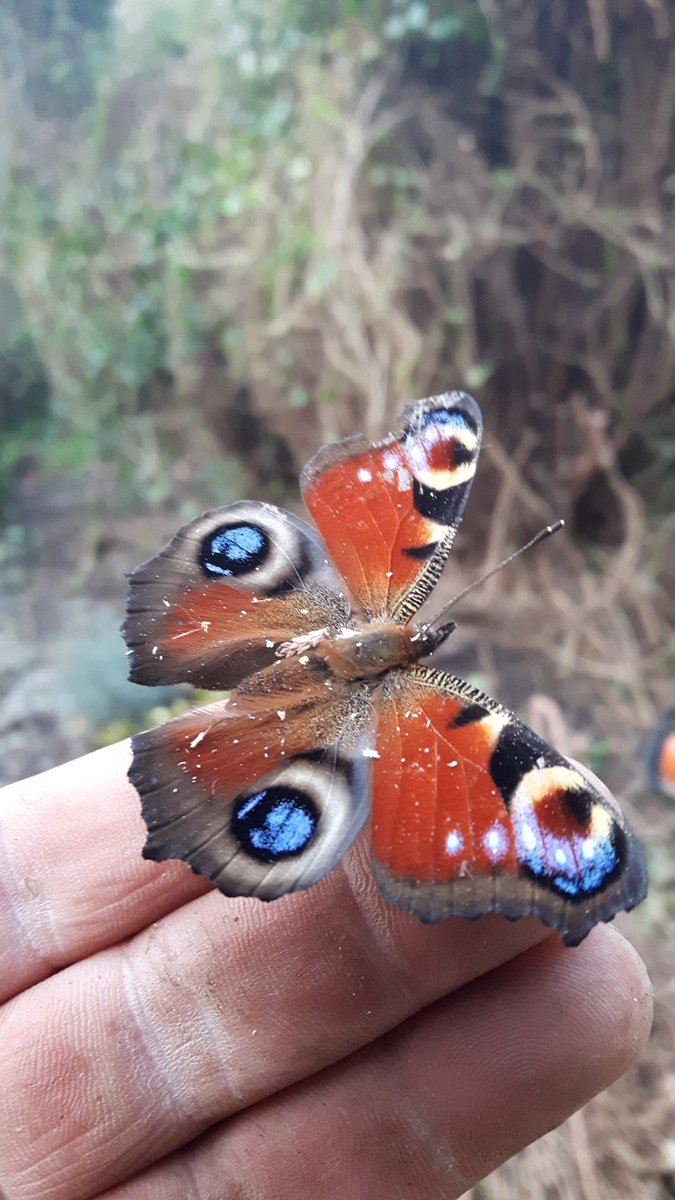 Regen,wind,hagel  brrr winter maar dan kom je opeens deze mooie vlinder tegen met aanleg van de tuin.
