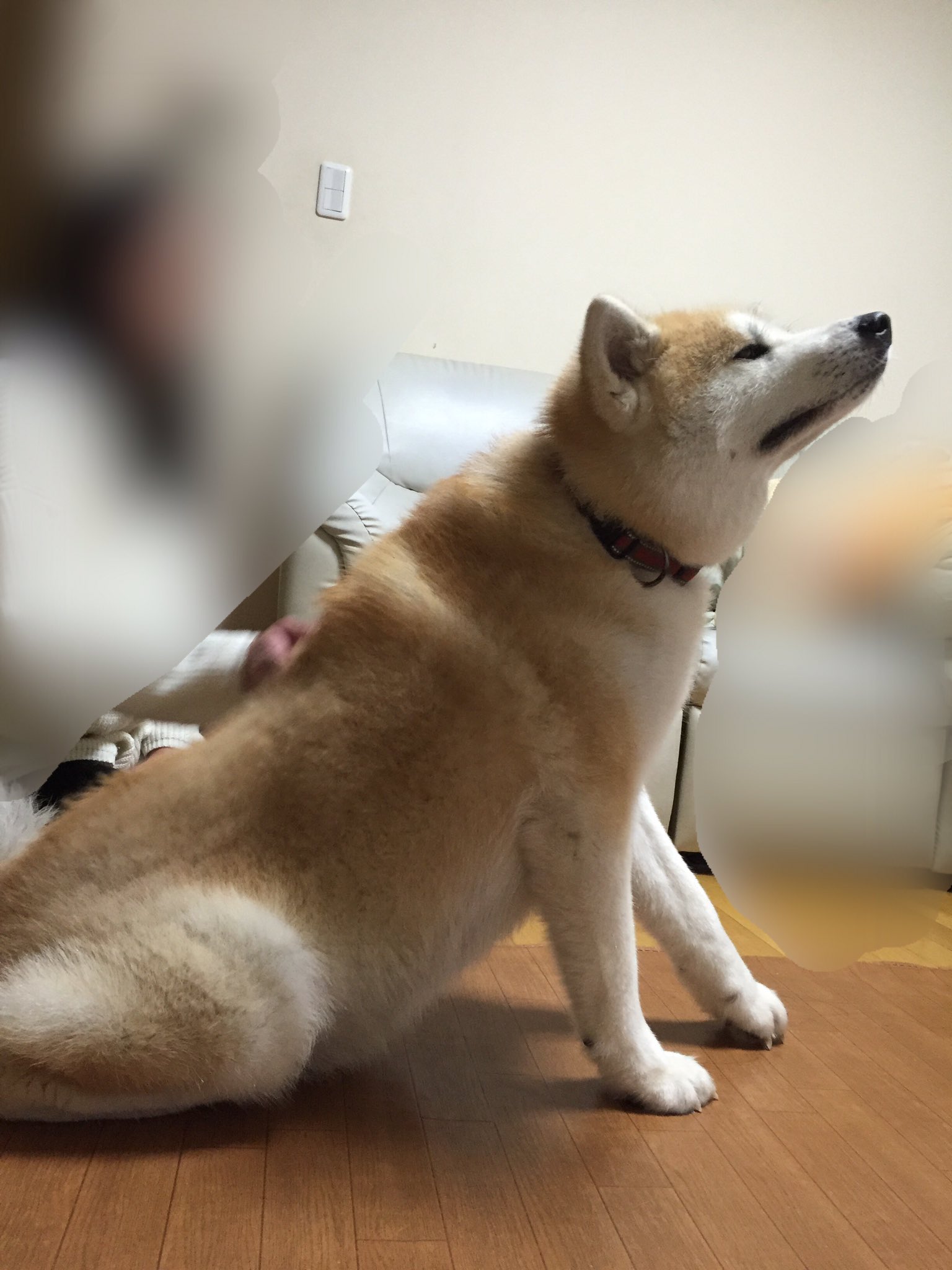 秋田犬 藤 伸びる伸びる 口がイ ィィィってなる T Co Ajvxtjb0mc Twitter 秋田犬 藤 伸びる伸びる 口がイ ィィィってなる T Co Ajvxtjb0mc Twitter