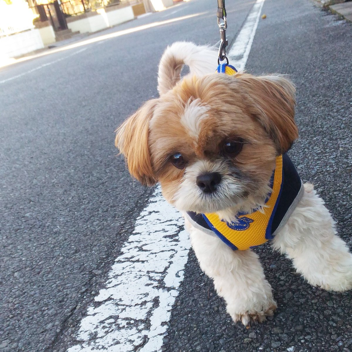 ぽんず かぼす シーズー犬はよくイウォークに似てるって言われますね