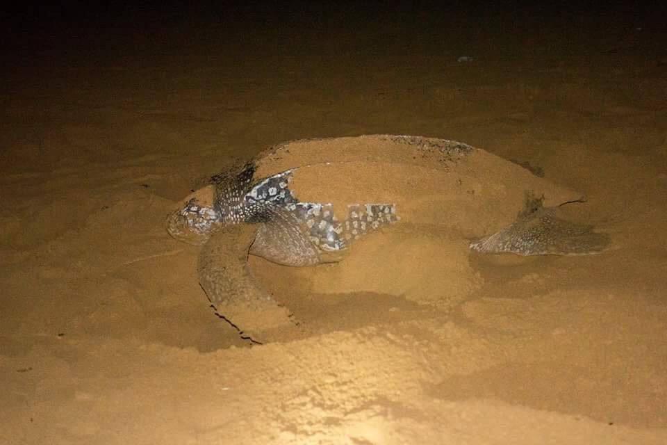 Escape3points's tweet image. Leatherback Turtle at Escape3Points, Ghana escape3points.com/lodge/leatherb…