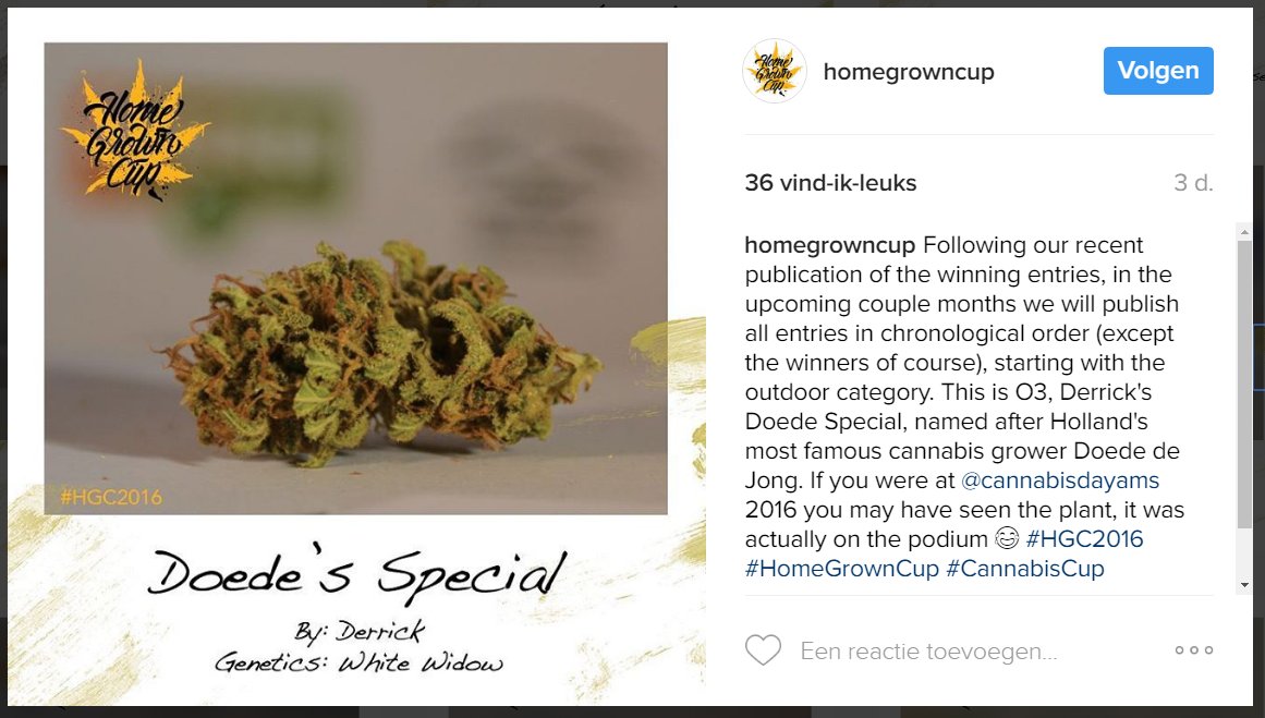 vocnederland's tweet photo. 'Doede's Special' came in 4th in the outdoor category at the 2016 @homegrowncup!
More pix here https://t.co/XY2Ql5PZlg #HGC2016 https://t.co/vQJLM8NShV