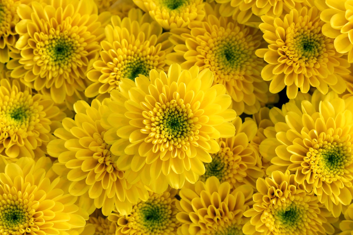 LS Santini tweet media