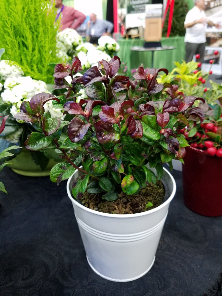 UpShootHort's tweet photo. Love the Leucothoe Curly Red used as a gift plant by the @qualitreeteam in their @MANTSBaltimore #MANTS2017 @PlantippPeter @ArmitageAllan https://t.co/HpR0nh8PQn