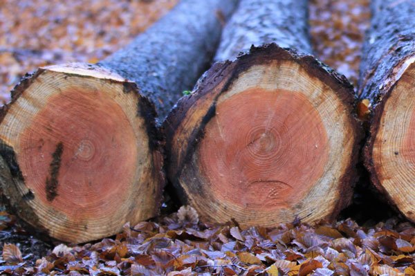 staatsbosbeheer's tweet image. Brandhoutoogst voor particuliere houtzagers tijdelijk opgeschorst: bit.ly/2jbnYcU