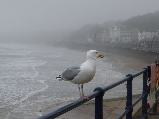 Filey Town tweet media