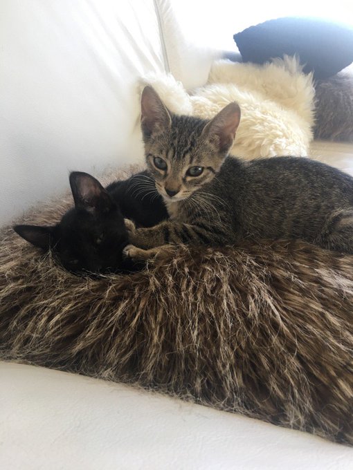 Una amiga encontró estos gatitos en la calle y los rescató. Están en adopción, son sociables y juguetones
