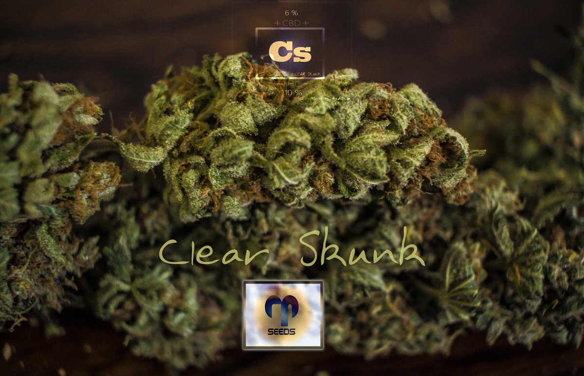 RedemptionSeeds's tweet photo. Clear Skunk ® Redemption Seeds ***** Organic Regular CBD Rich Skunk 10 Collection Seeds 10 Euro/Dollar Now Available https://t.co/2xdVzaDgVZ https://t.co/YCFkDnu6Jt