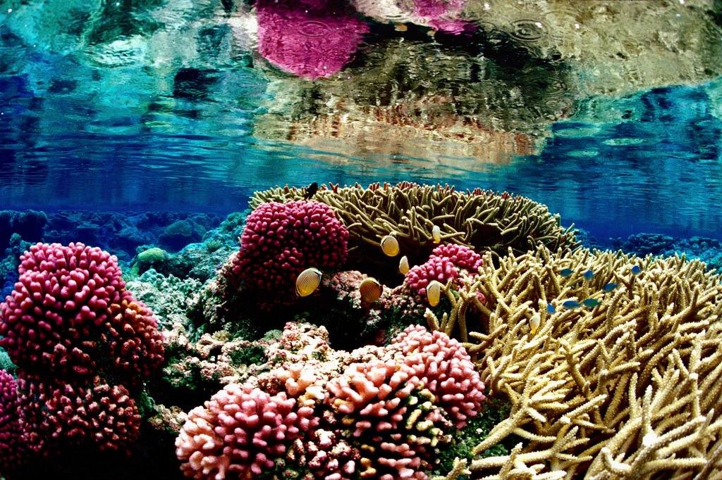 GraceAdeniji_'s tweet photo. Why are they so bad for the environment? For starters, microbeads are designed to get into… https://t.co/YU3mul3NpL https://t.co/36xCA6nsm7