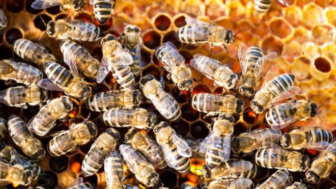 BeeCraftMag's tweet photo. Can #tech keep the world's #bees buzzing? https://t.co/xLVOrhdKr7 https://t.co/StKIxn4EjI