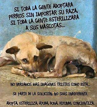 Ayudarlos es un compromiso de todos.... 🐶💞😻🐾