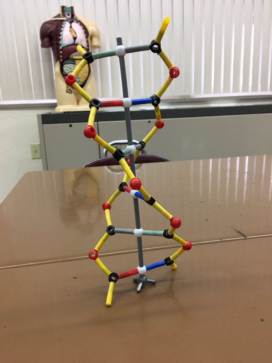 annaaaker11's tweet image. #2strands @Mrbiology15