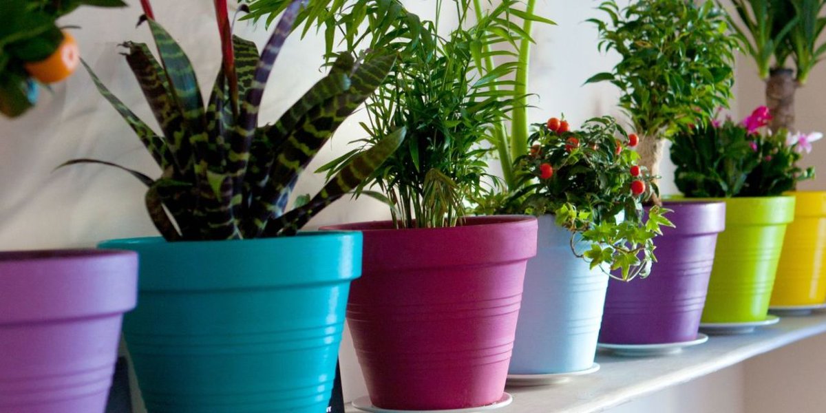 AANP's tweet photo. It is Houseplant Appreciation Day! According to NASA research, plants remove toxins from the air by pulling contaminates into the soil. https://t.co/DeT77CFJyW