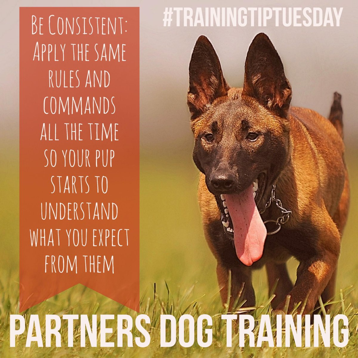 partnersdogs's tweet photo. #TrainingTip Tuesday
Be Consistent. 😇
RT for your friends! https://t.co/p7rssey0Lb
