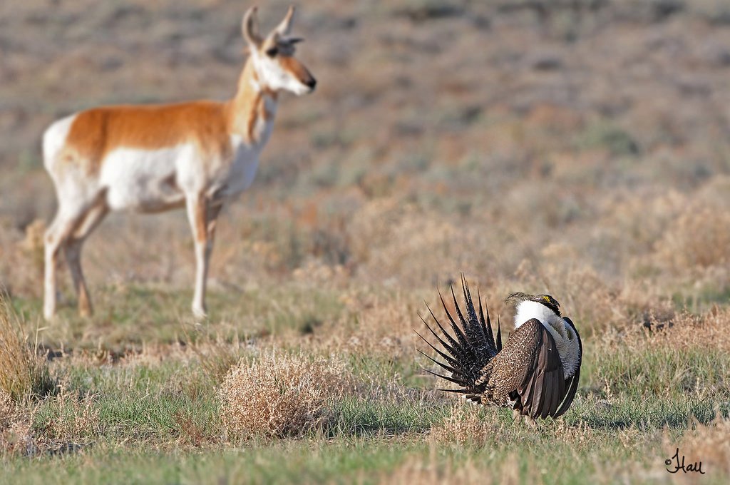 DirectorDanAshe's tweet photo. For sage-grouse, native species &amp; people of the West, much is at stake. My take w/@Backcountry_H_A CEO Land Tawney https://t.co/CRdgsx3pZQ https://t.co/JtiSdkK52Y