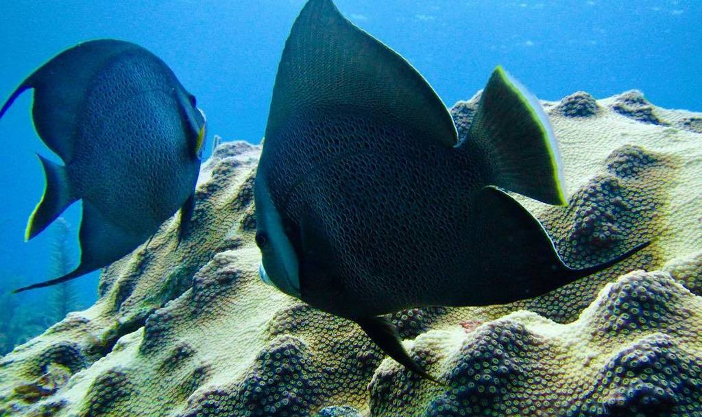 DiveExuma's tweet photo. French Angelfish 📷 Paul Hirsh | #marinelife #angelfish #nature #scuba #diving #underwaterw… https://t.co/sHTbk02GDr https://t.co/IdZzqJ8eNK