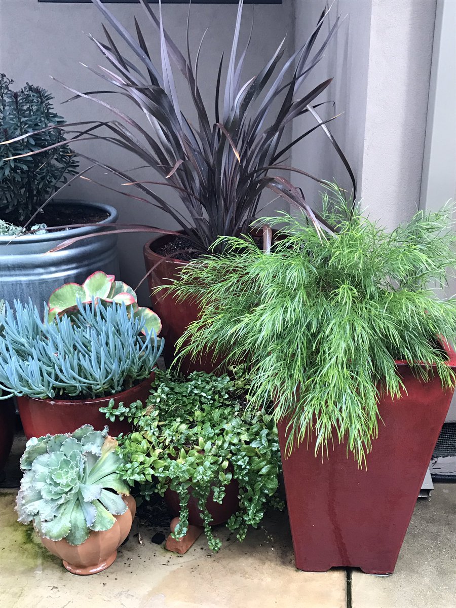 These pots are my favorite right now...especially Acacia 'Cousin it'
