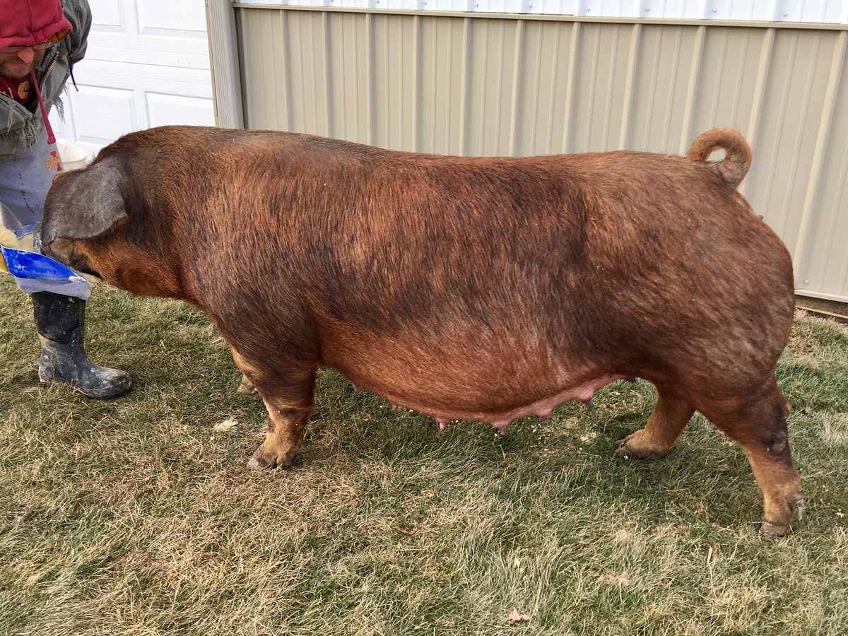 FoodandSwine1's tweet photo. Let the waiting game continue. Due Sunday, we are still WAITING... (Littermate sister to Groundwork, our WPX boar.) #durocs #showpigs https://t.co/sqWGv24Nav
