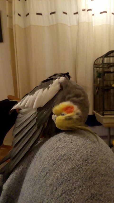 LostboxNE's tweet image. A cockatiel similar to the one below was #Lost on 9th Jan in #Acklam #Middlesbrough 
Please RT!!!
mylostbox.com/item/grey-male…