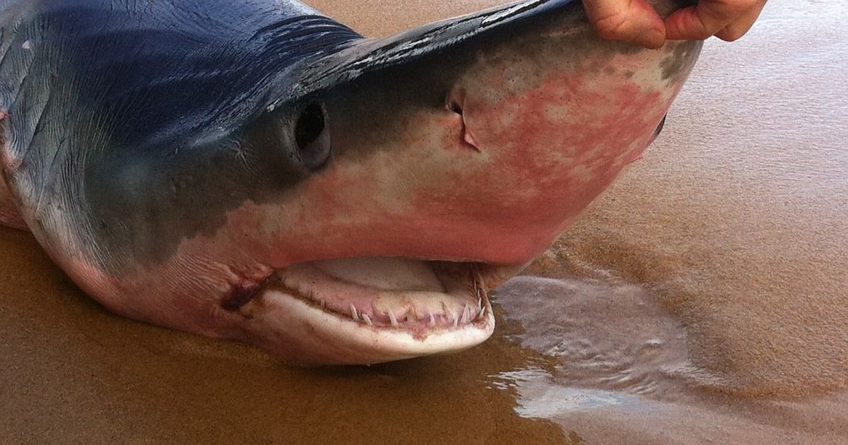 France 3 Corse On Twitter Ce Requin Bleu Dénommé